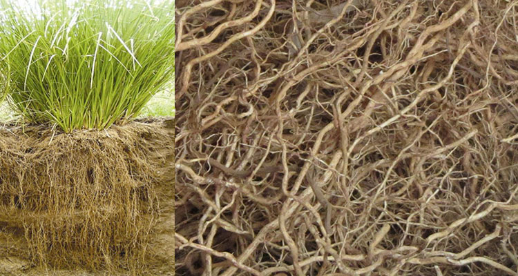 Vetiver – deep roots with benefits!
