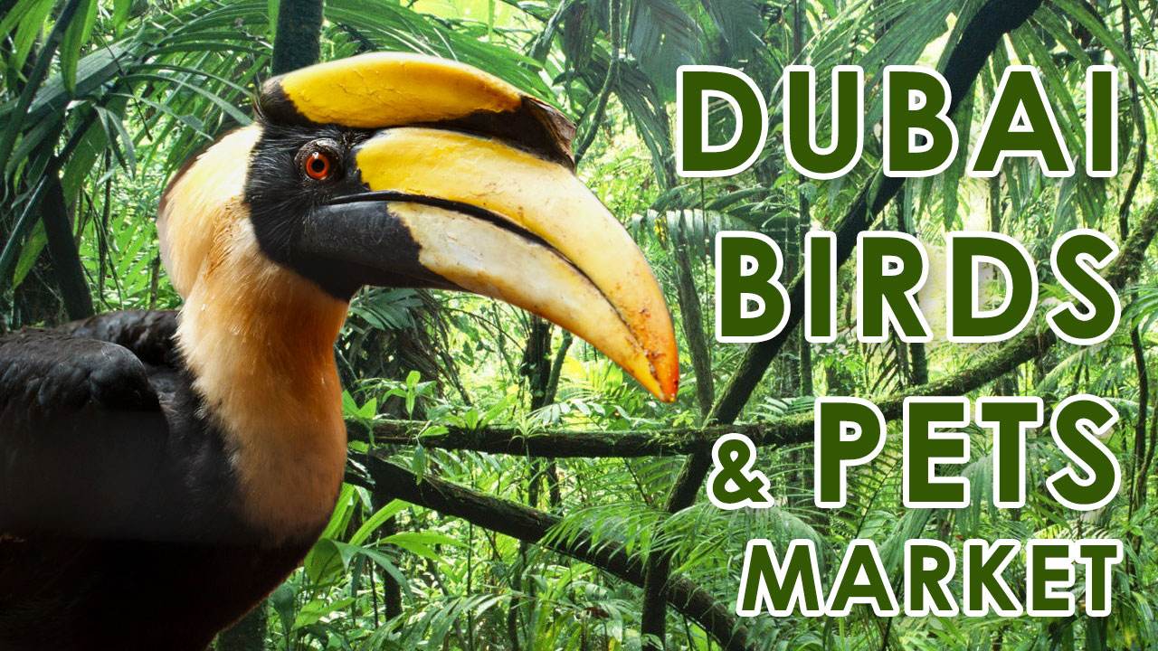 Dubai Birds & Pets Market – Exotic certified pets – Discover Dubai